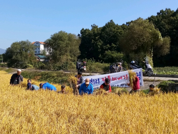 강상면 교평1리 전통 벼 베기 체험행사