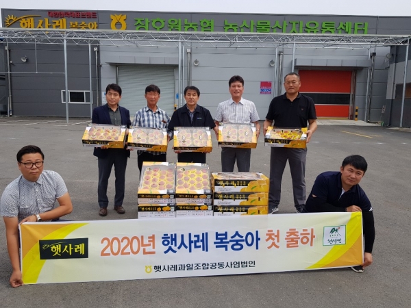 이천시 햇사레복숭아 첫 출하됐다.