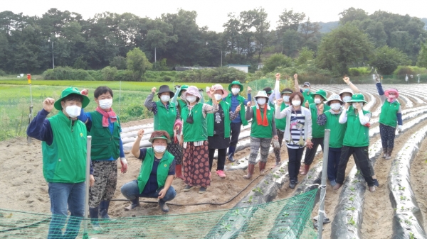 사랑의 배추 모종 심기