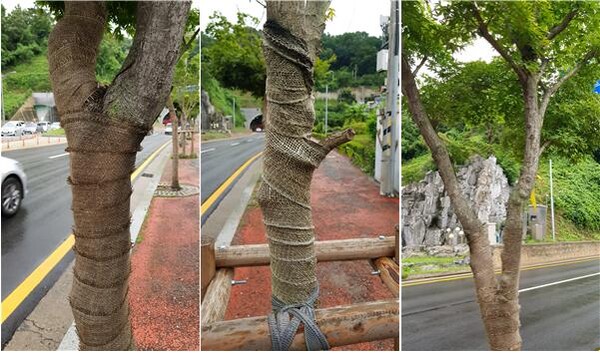 가로수로 사용되는 단풍나무도 피소현상이 발생할 가능성이 매우 높기 때문에 녹화마대를 이용하여 나무를 감싸준다. 직사광선의 직접적인 노출을 막아 피소현상 발생을 줄여준다.