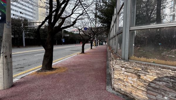 이천시는 가로수 뿌리 융기로 인한 통행 불편을 해소하고, 쾌적한 보행환경을 제공하기 위해 융기 가로수 정비사업(228본)을 완료했다./사진=이천시