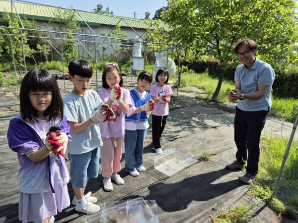 여주 흥천초등학교는 5월 3일(금) 부화기에서 무사히 깨어난 병아리 아홉 남매를 과학실 종이박스를 떠나 넓고 쾌적한 사육장으로 이사를 하였다고 밝혔다.